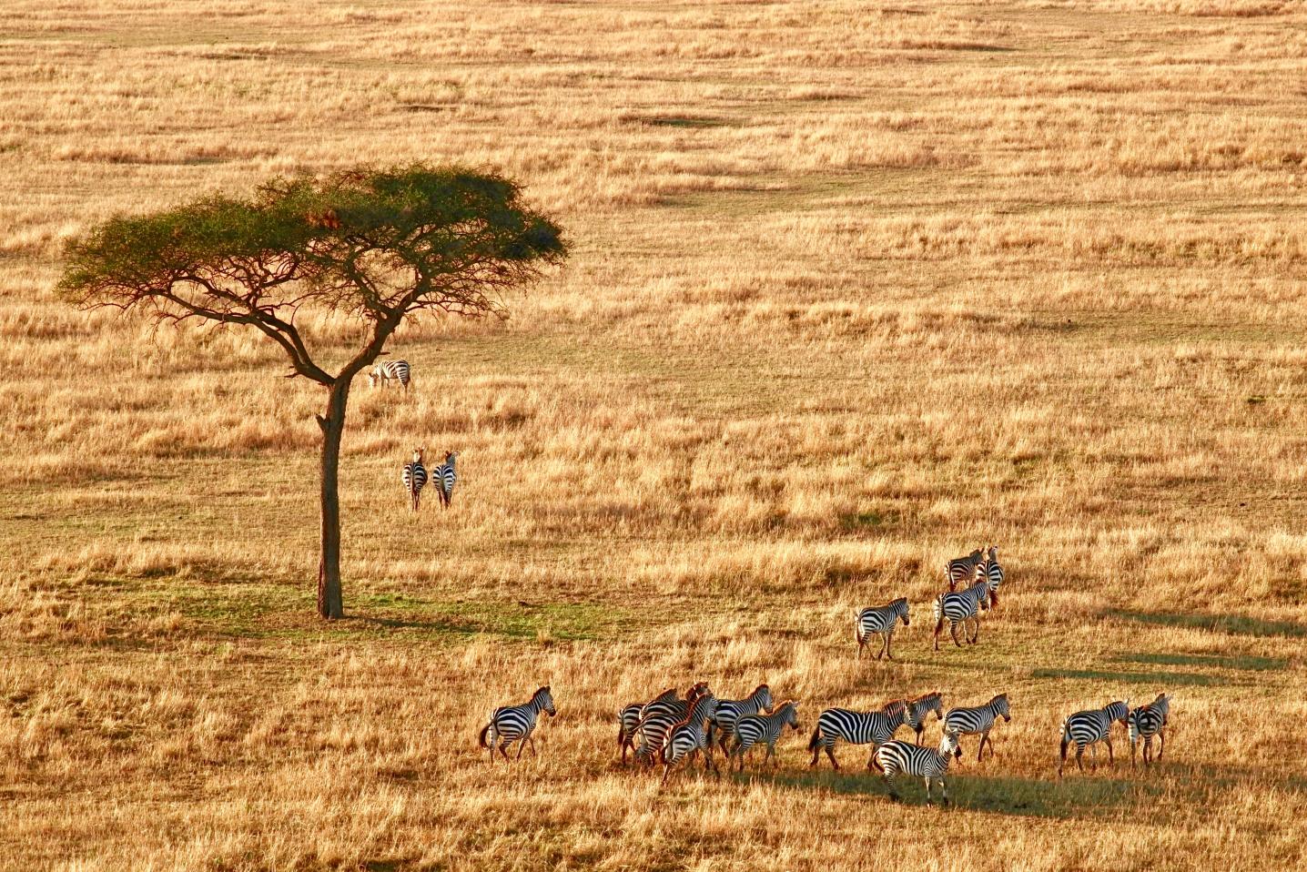 East Africa Safari Bookers