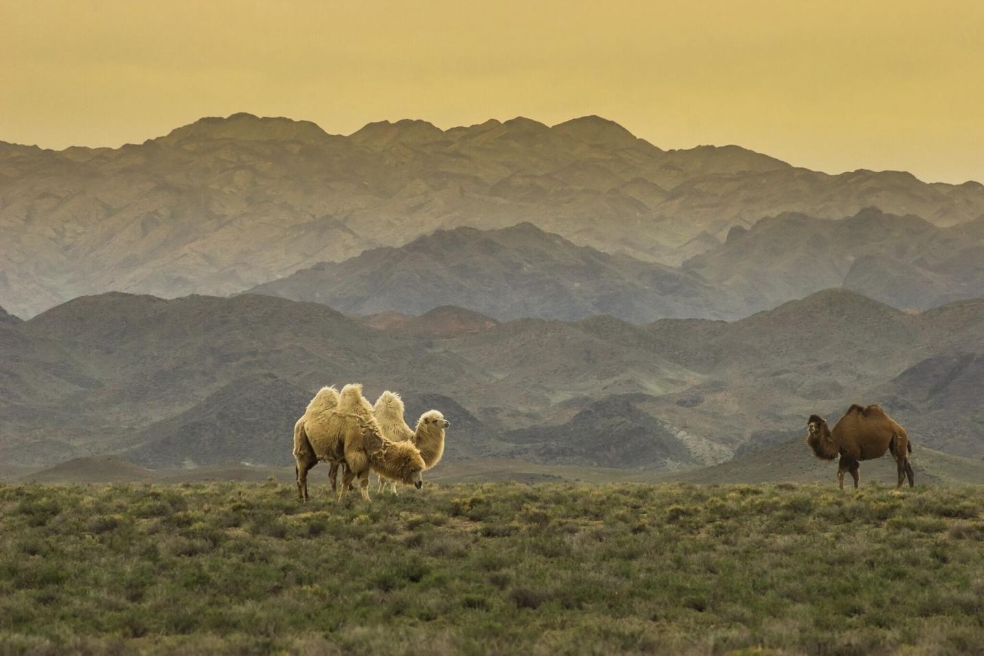 Kazakhstan Ecotour