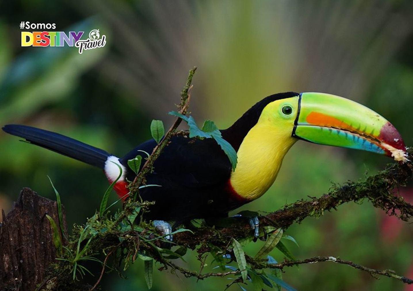 Destiny Travel Costa Rica