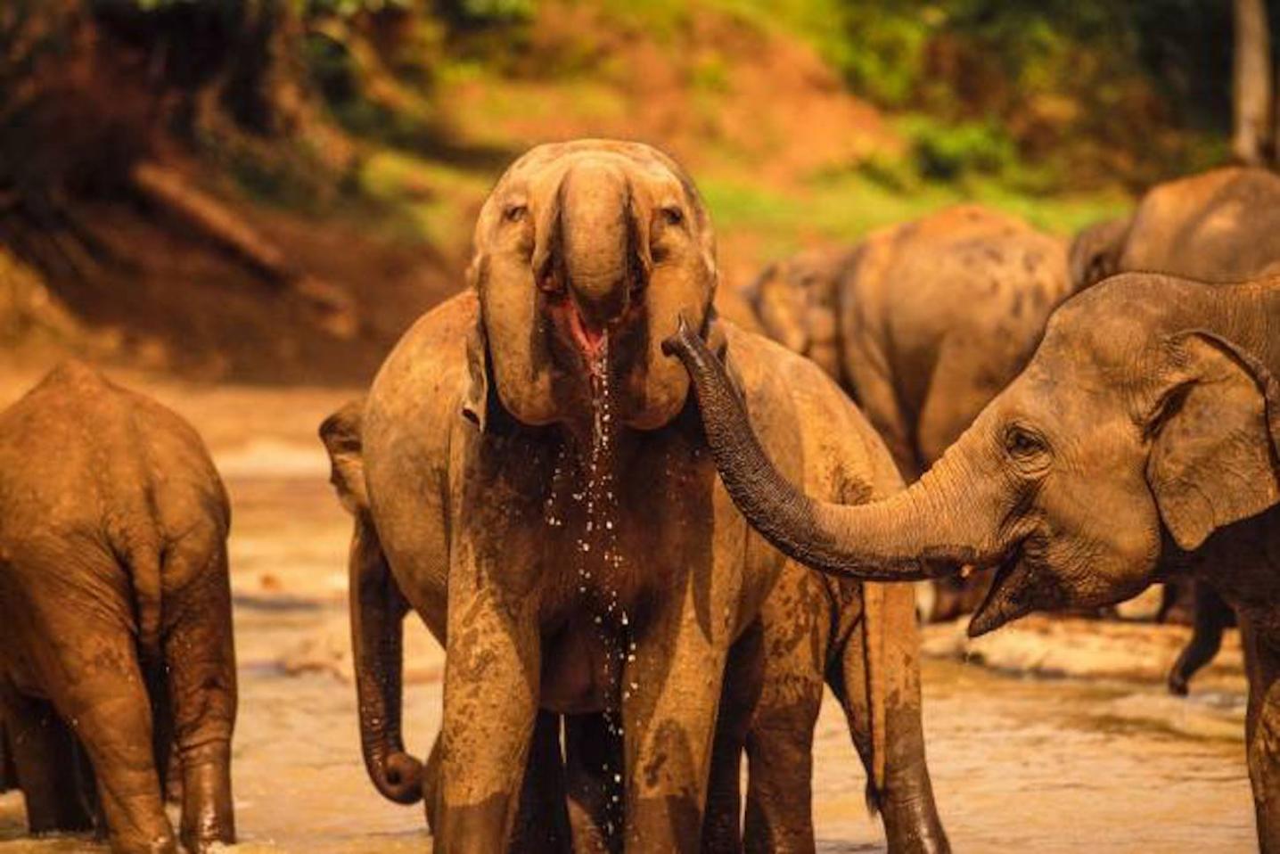 Amazing Escapes Tours