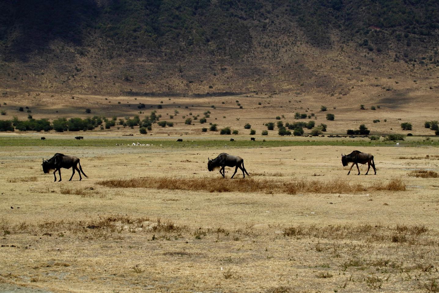 Leeu Tours & Safaris