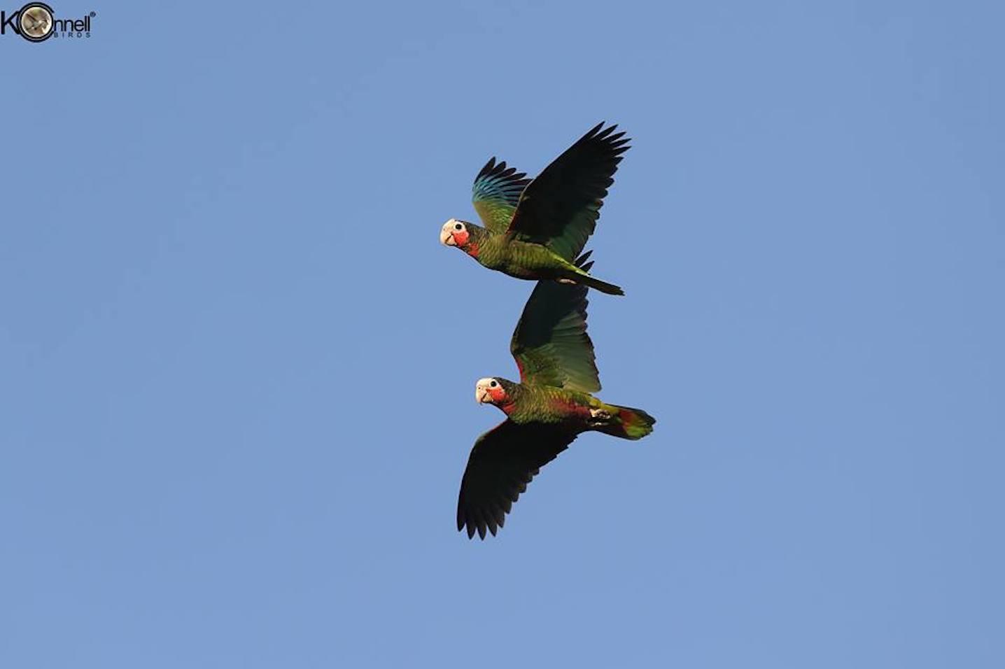 Kirkconnell Birds Conservancy