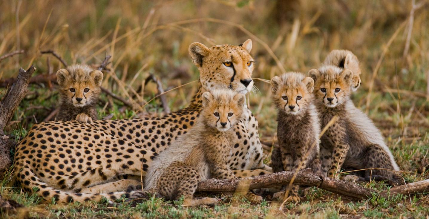 Wito Africa Safaris