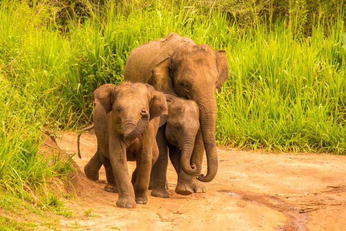Look Lanka Tours