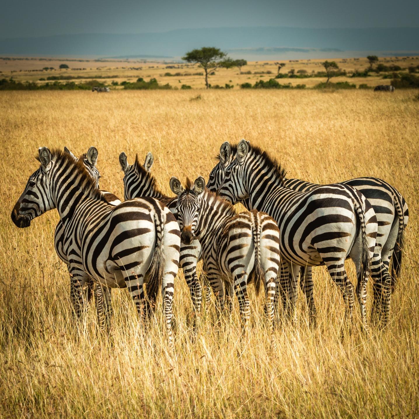 Elida Tours & Safaris Ltd.,
