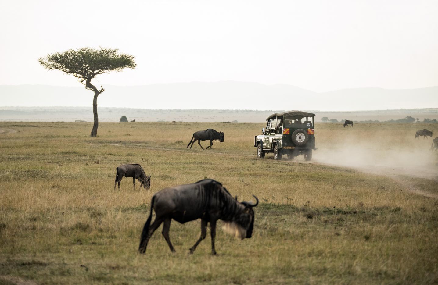 Cross to Africa Safaris