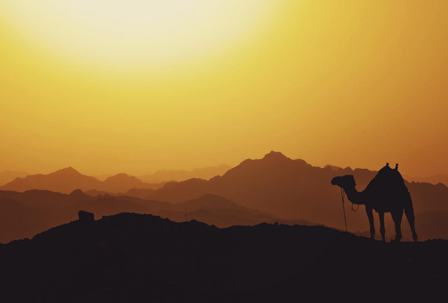 lama egypt tours