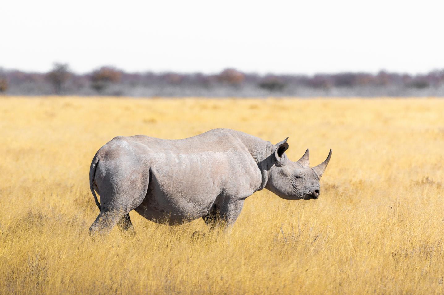 Oasis Safaris Limited