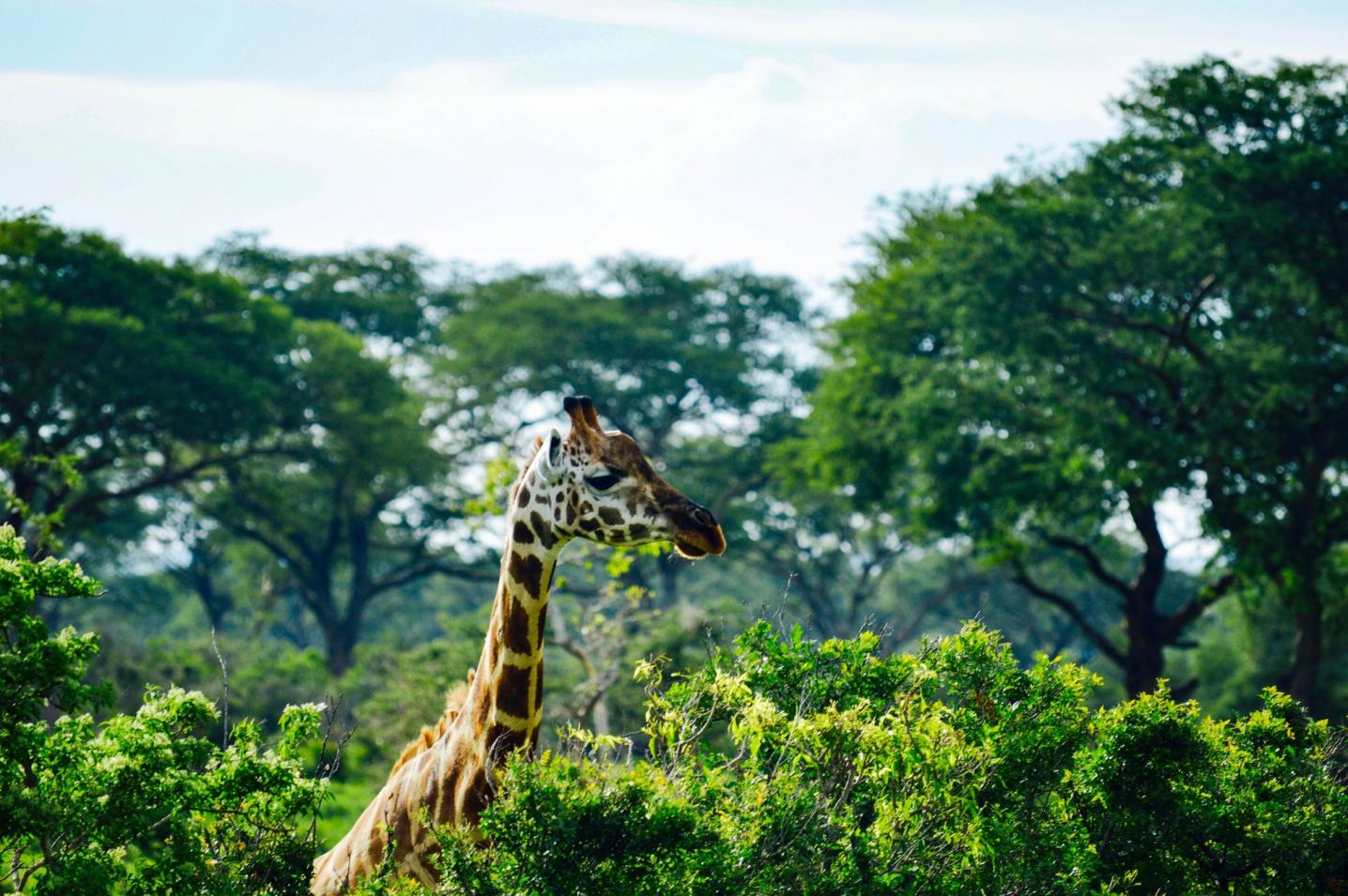Safari 2 Gorilla Tours (U) Ltd