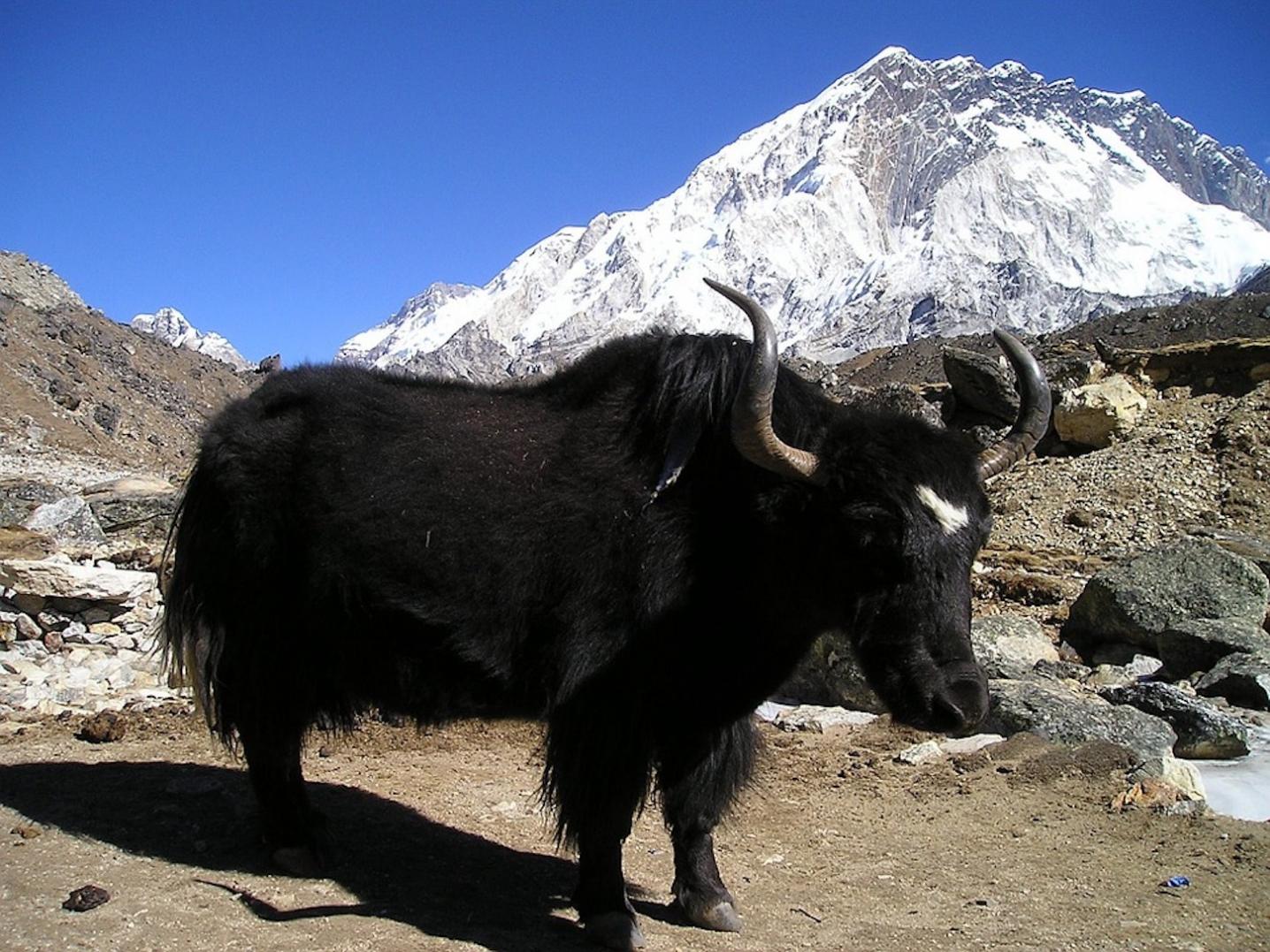 Himalayan Adventure Nepal