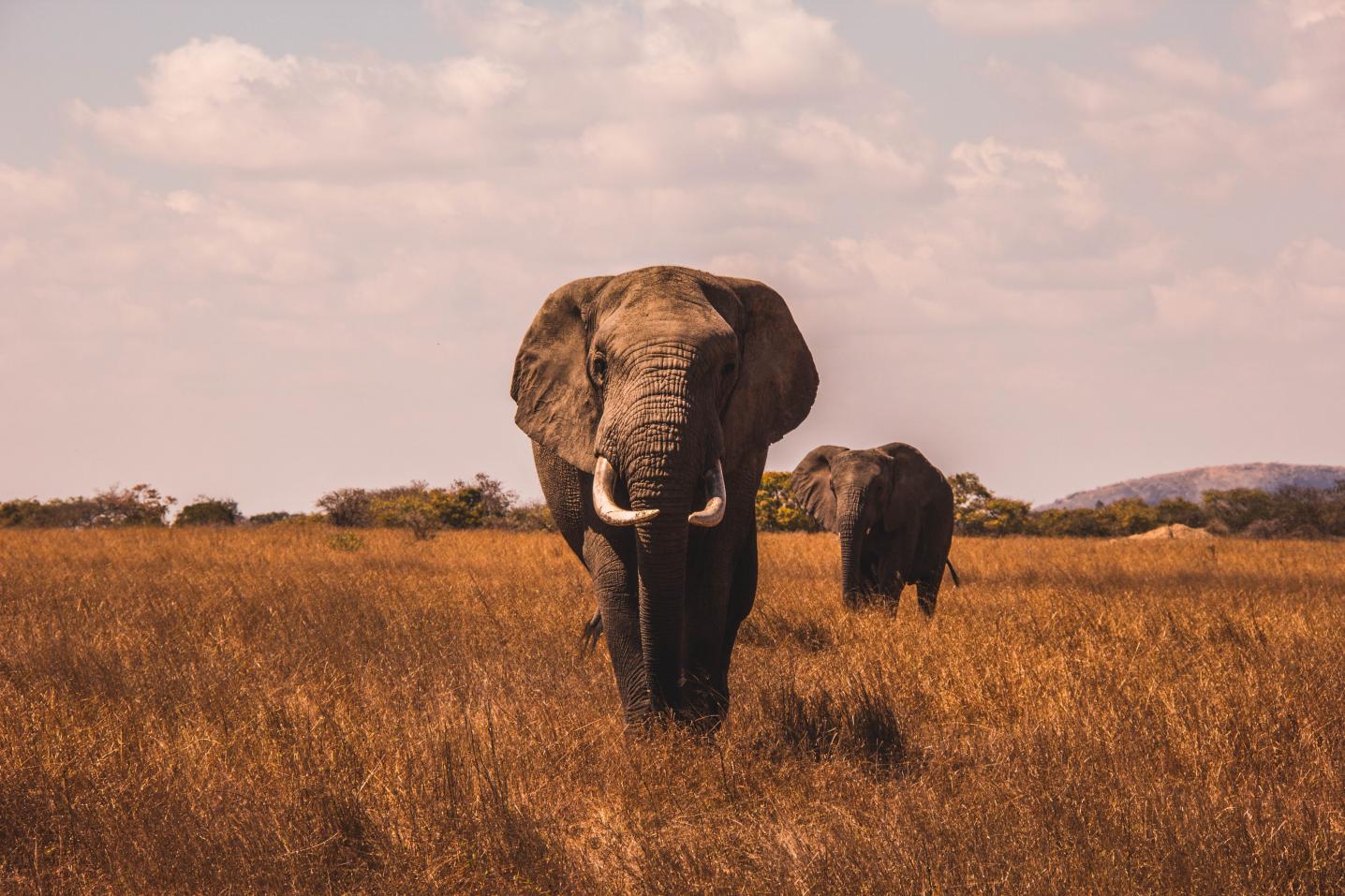 Enrico's Safaris