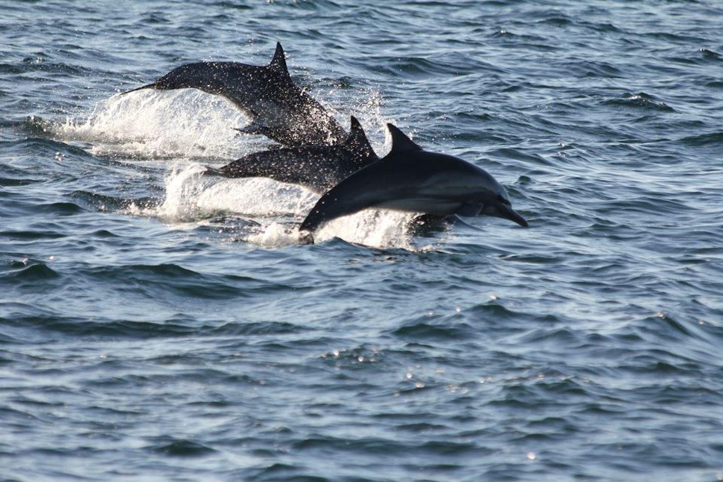 Baja Expeditions