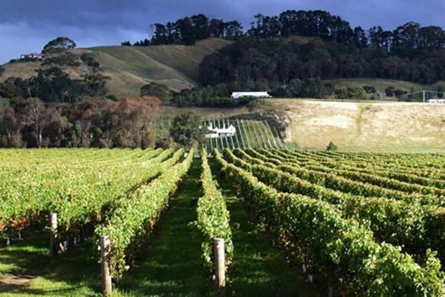 Tour de Vines