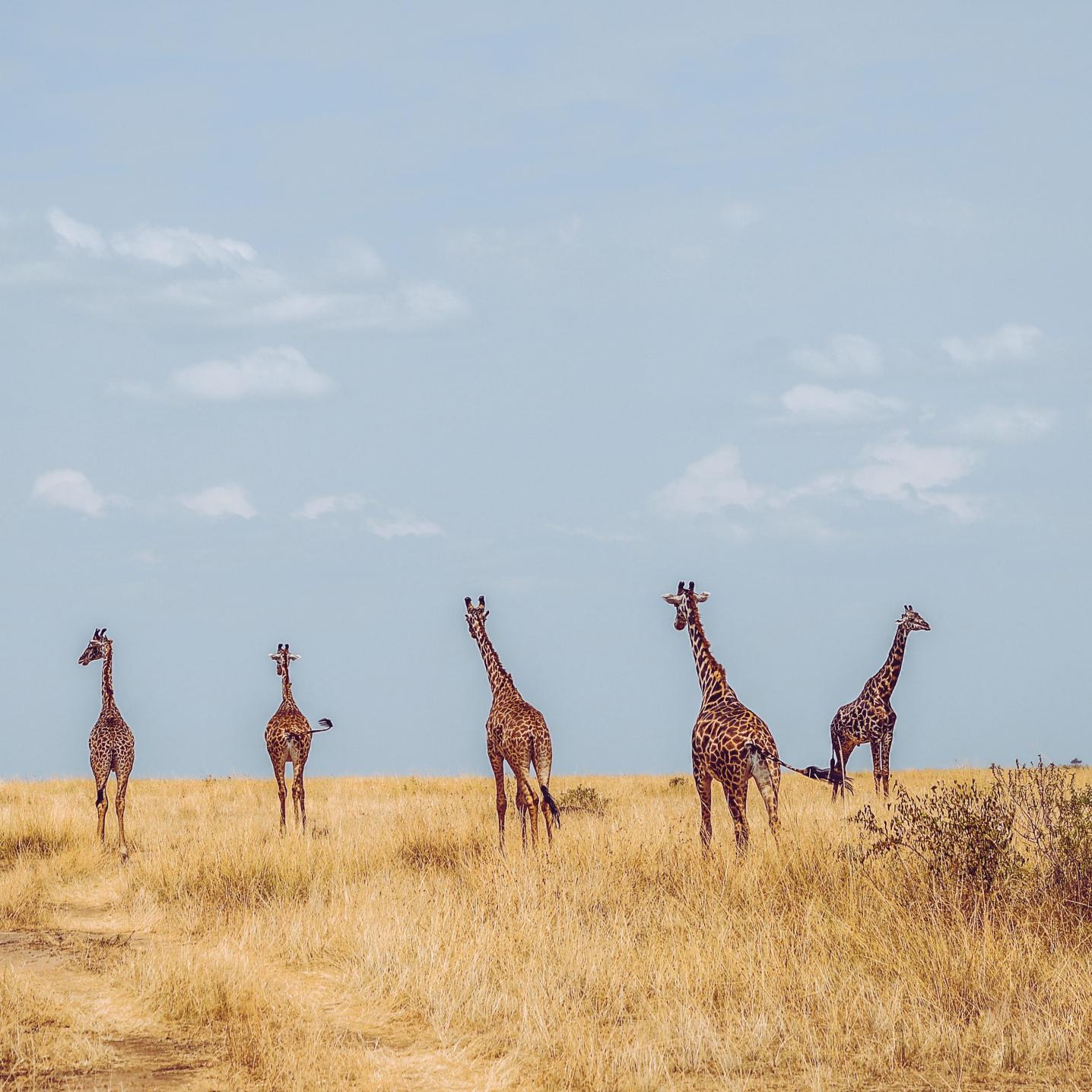 Kenan Travel and Tours