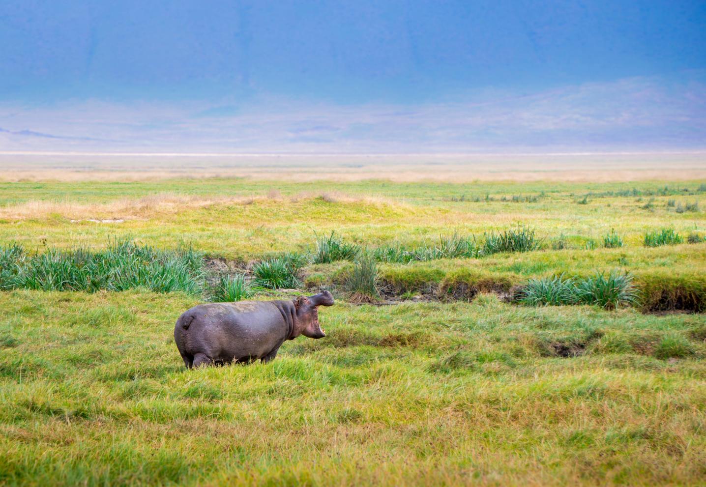 Expect In Africa Safari
