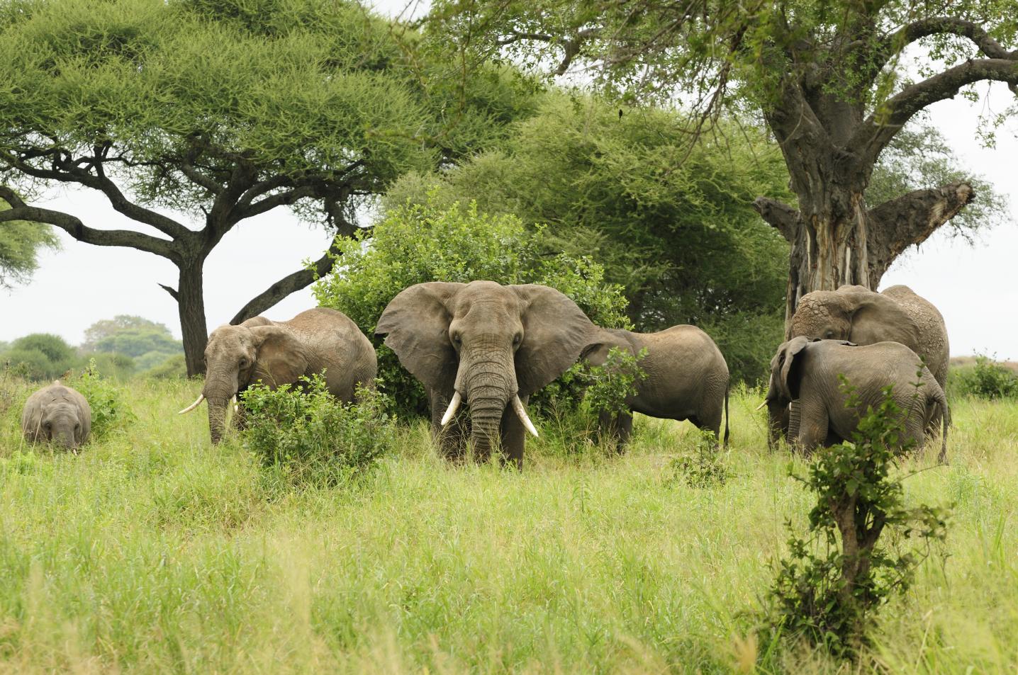 Primate World Safaris (U) Ltd