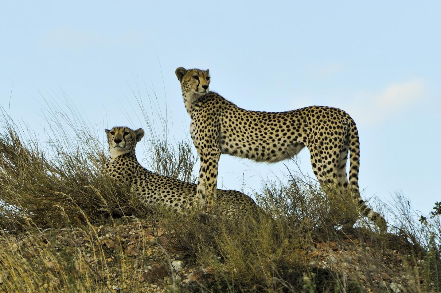 Katikati Tours and Safaris