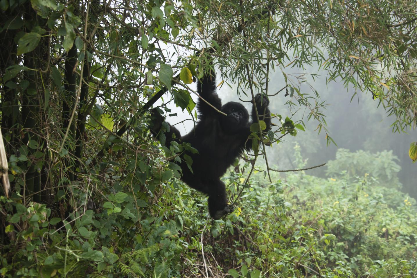 Kawira Safaris Ltd