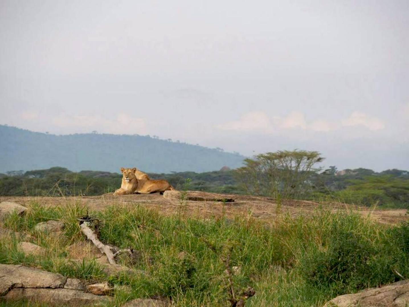 Gilmag Safaris
