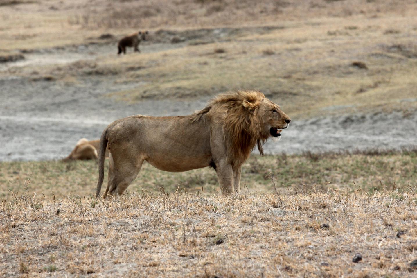Southern Tours and Safaris