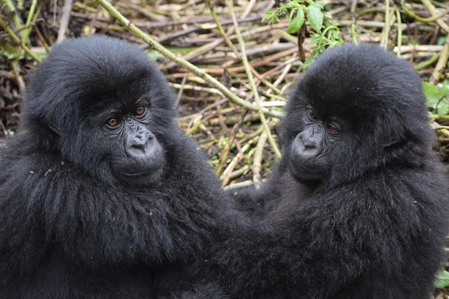 Friendly Gorillas Safaris