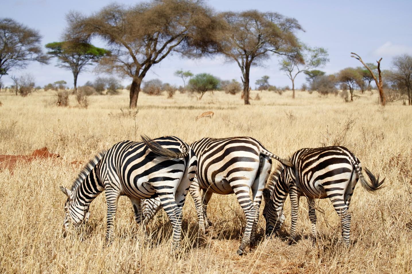 Orongai Africa Safari
