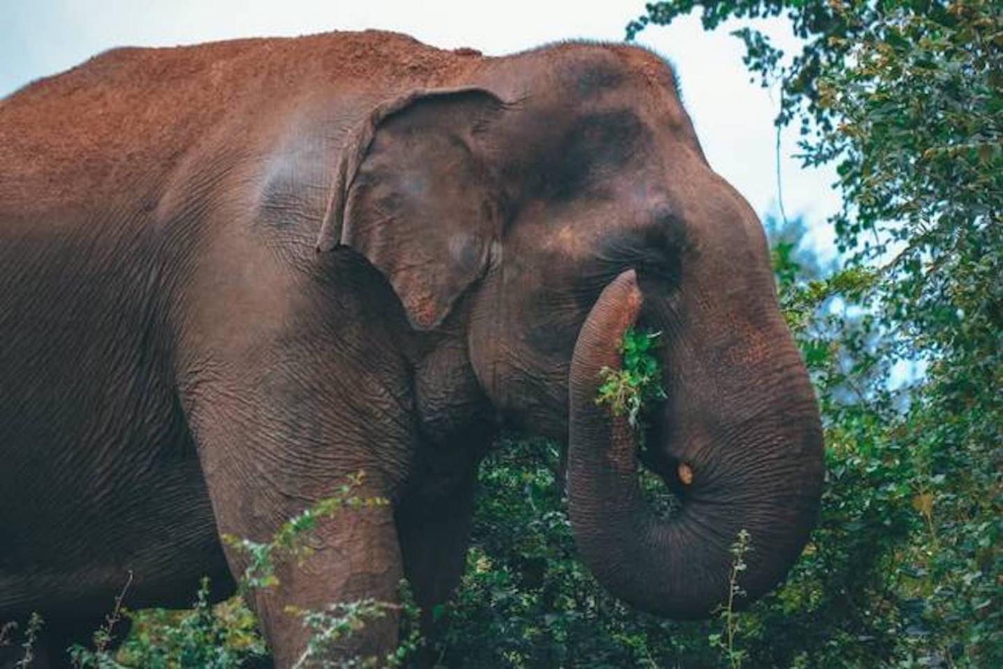 Ceylon Roots