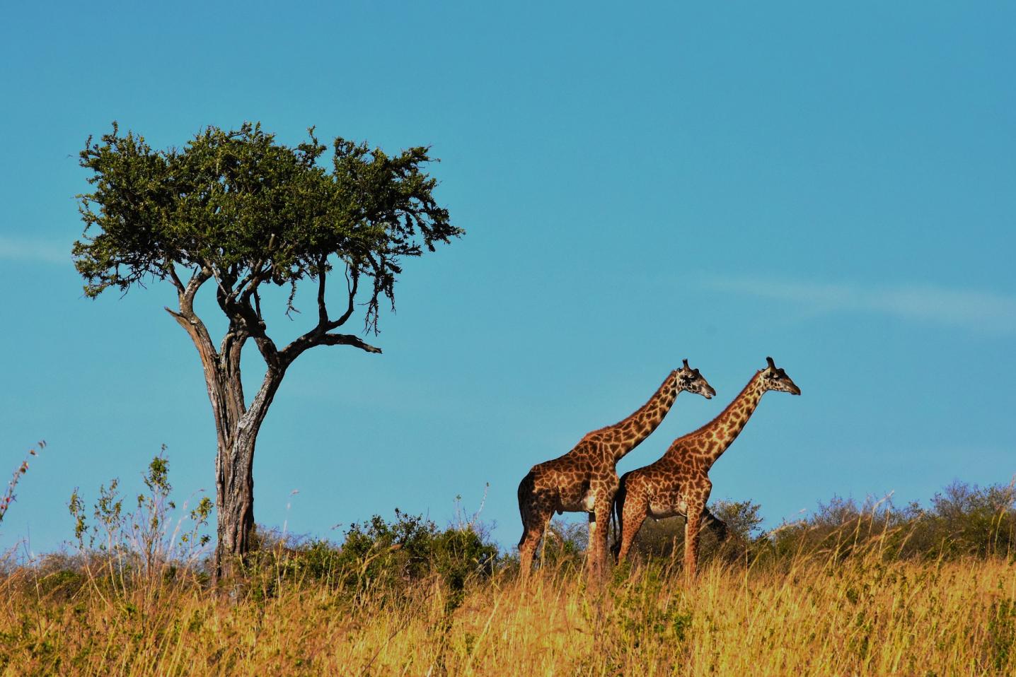 Bestday Safaris