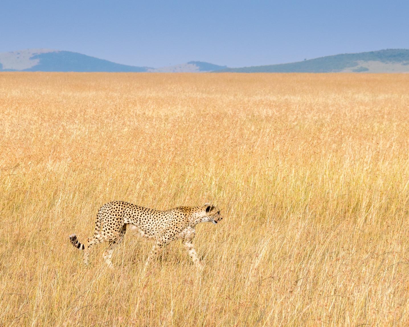 Nitabaki Africa