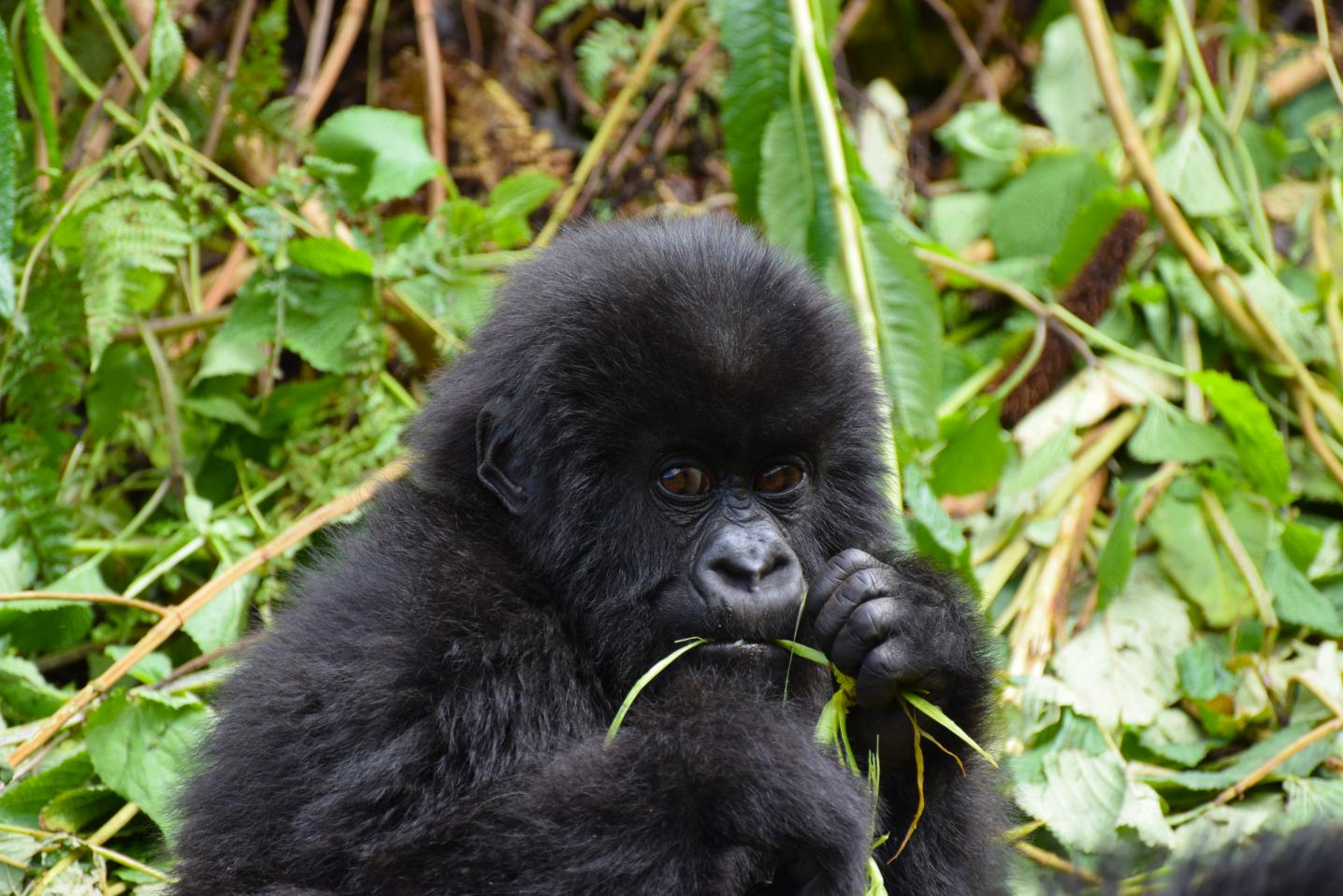Karumuna Safaris
