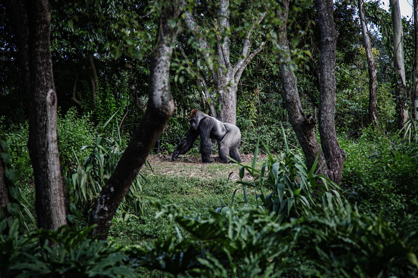 All Gorilla Trips