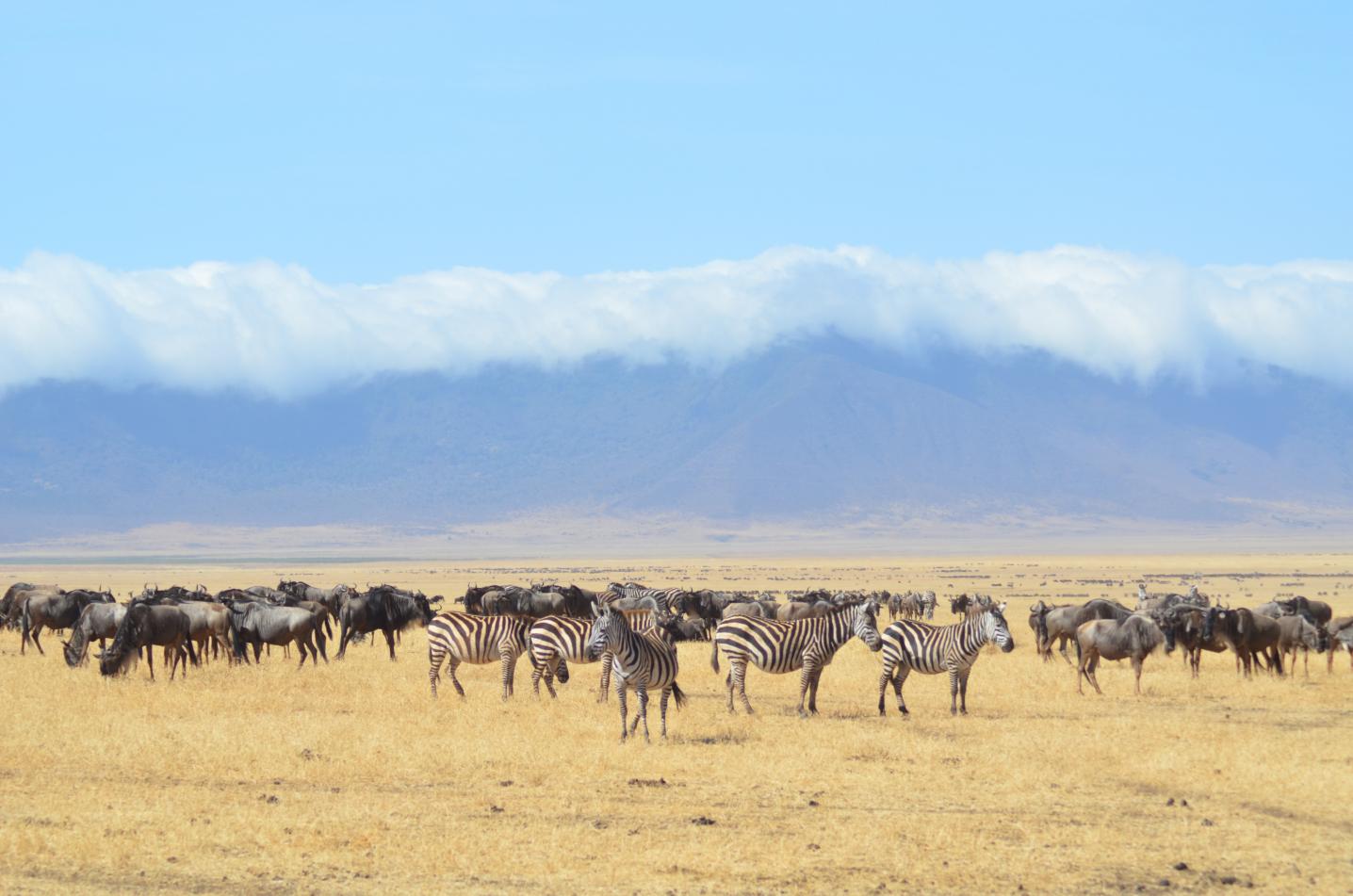 Virunga Ecotours