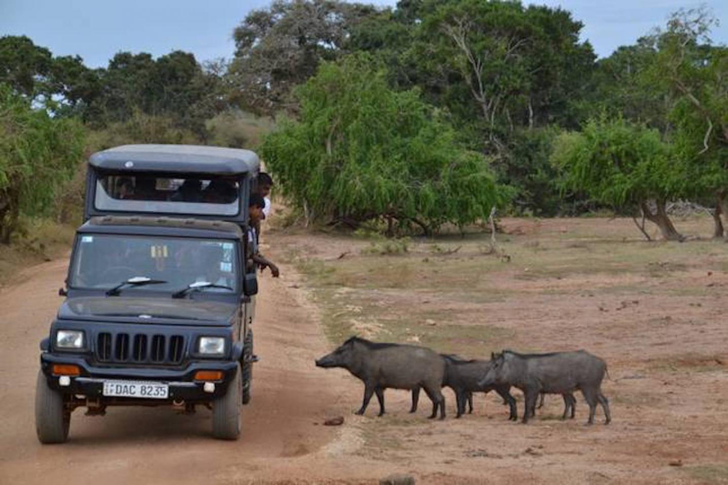 Budget Arugambay Tours