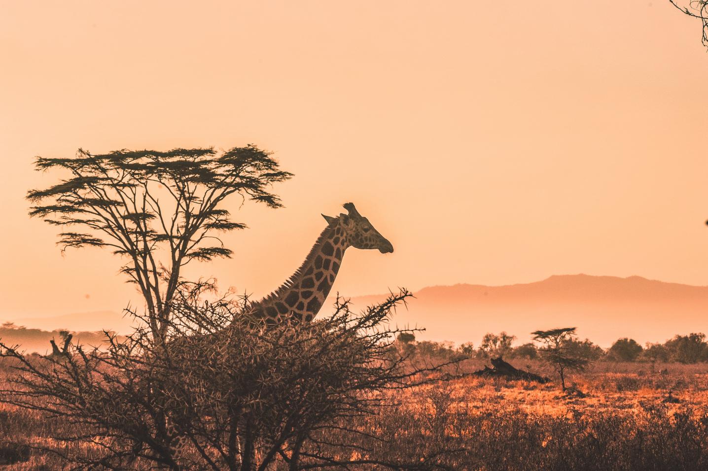 Africa Starpal Tours & Safaris