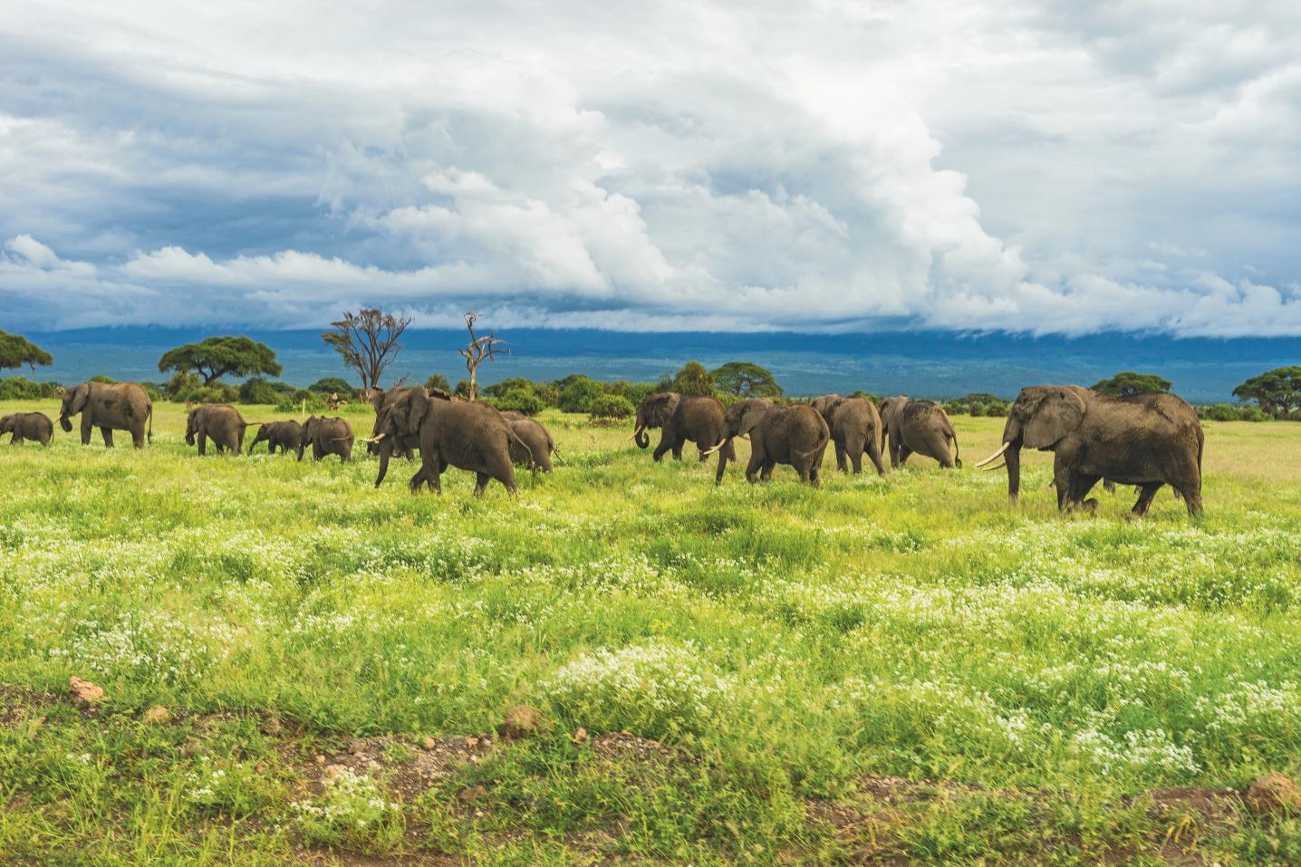 African Wildlife Borders