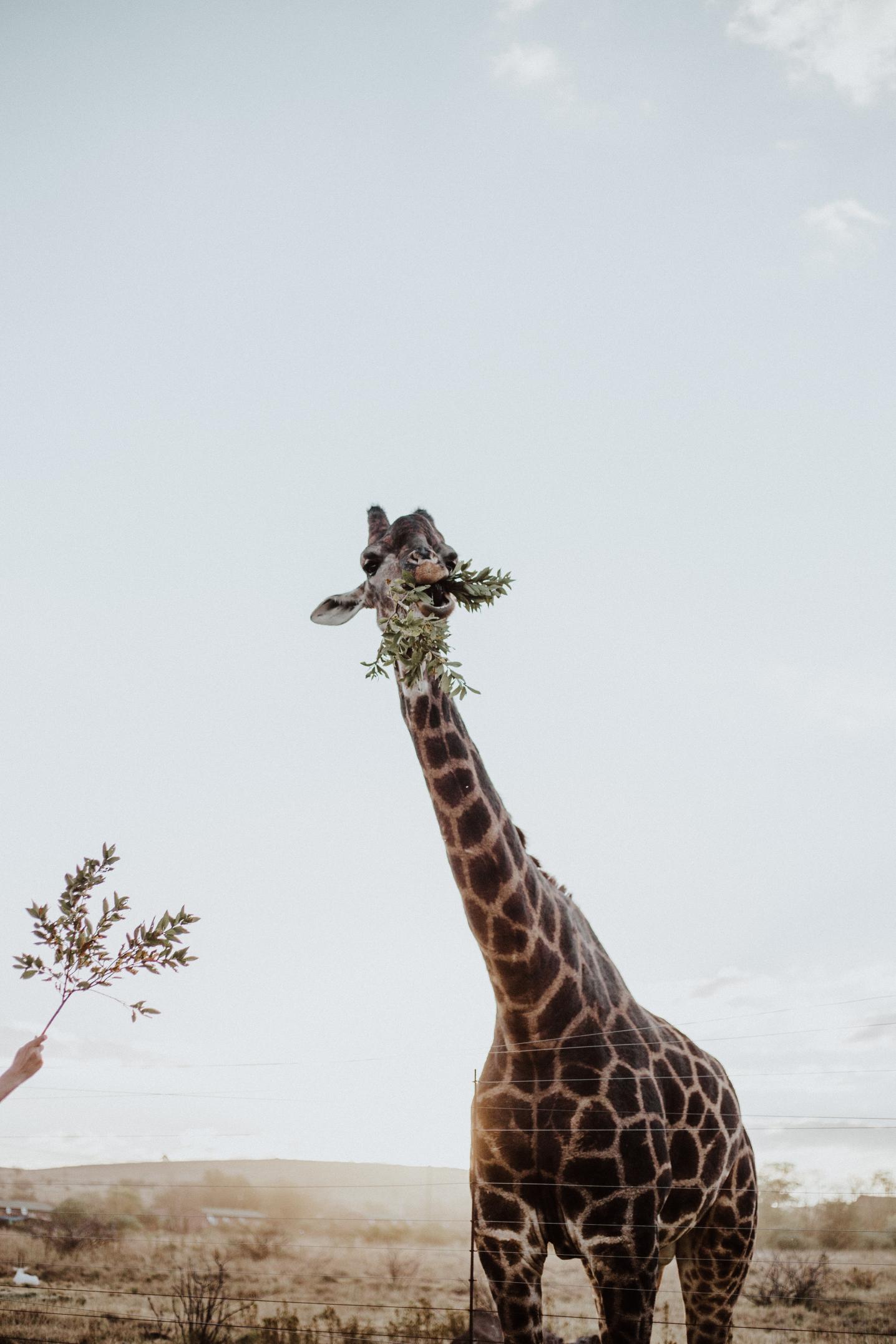 Royal Paw Safaris
