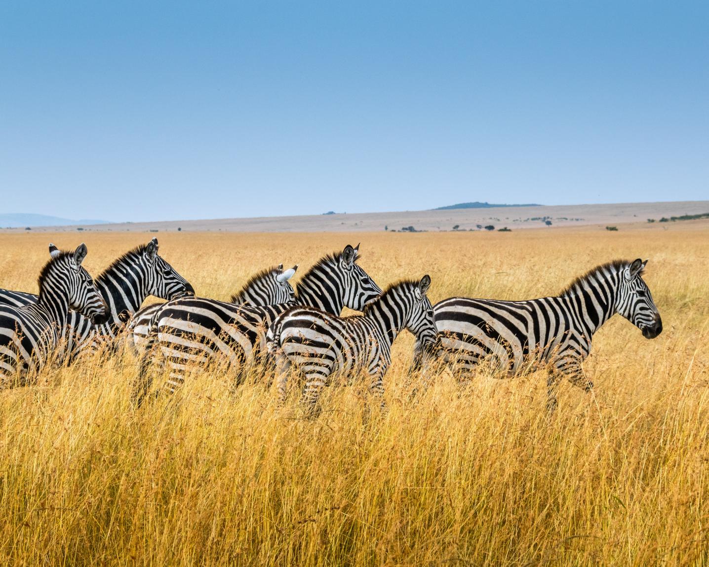Perfect Wilderness Tours And Safaris