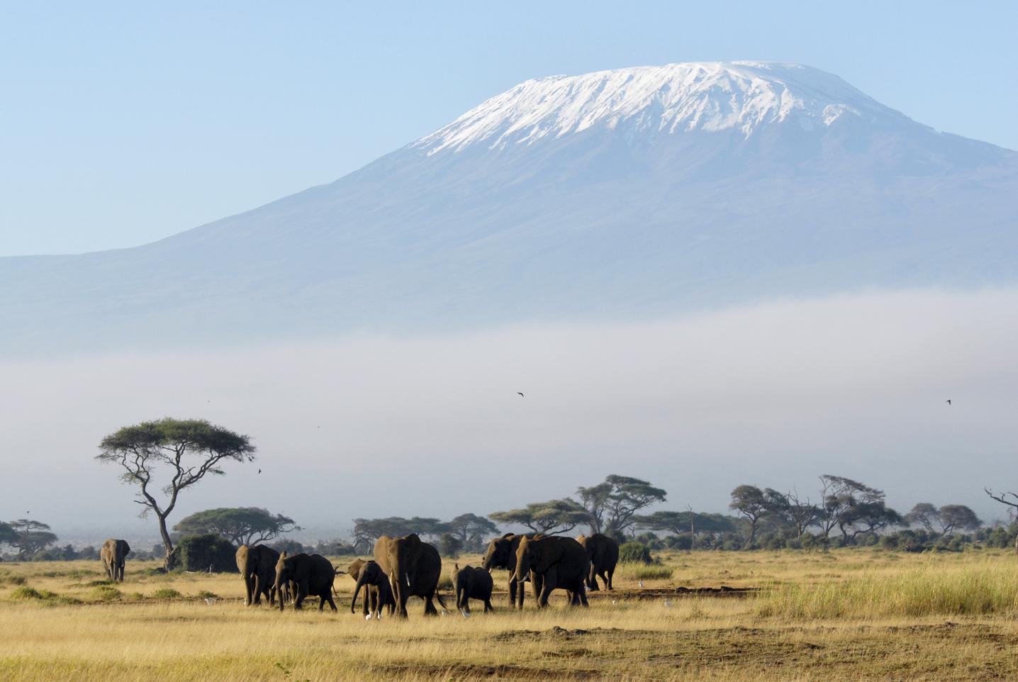 Arlom Kenya Safaris