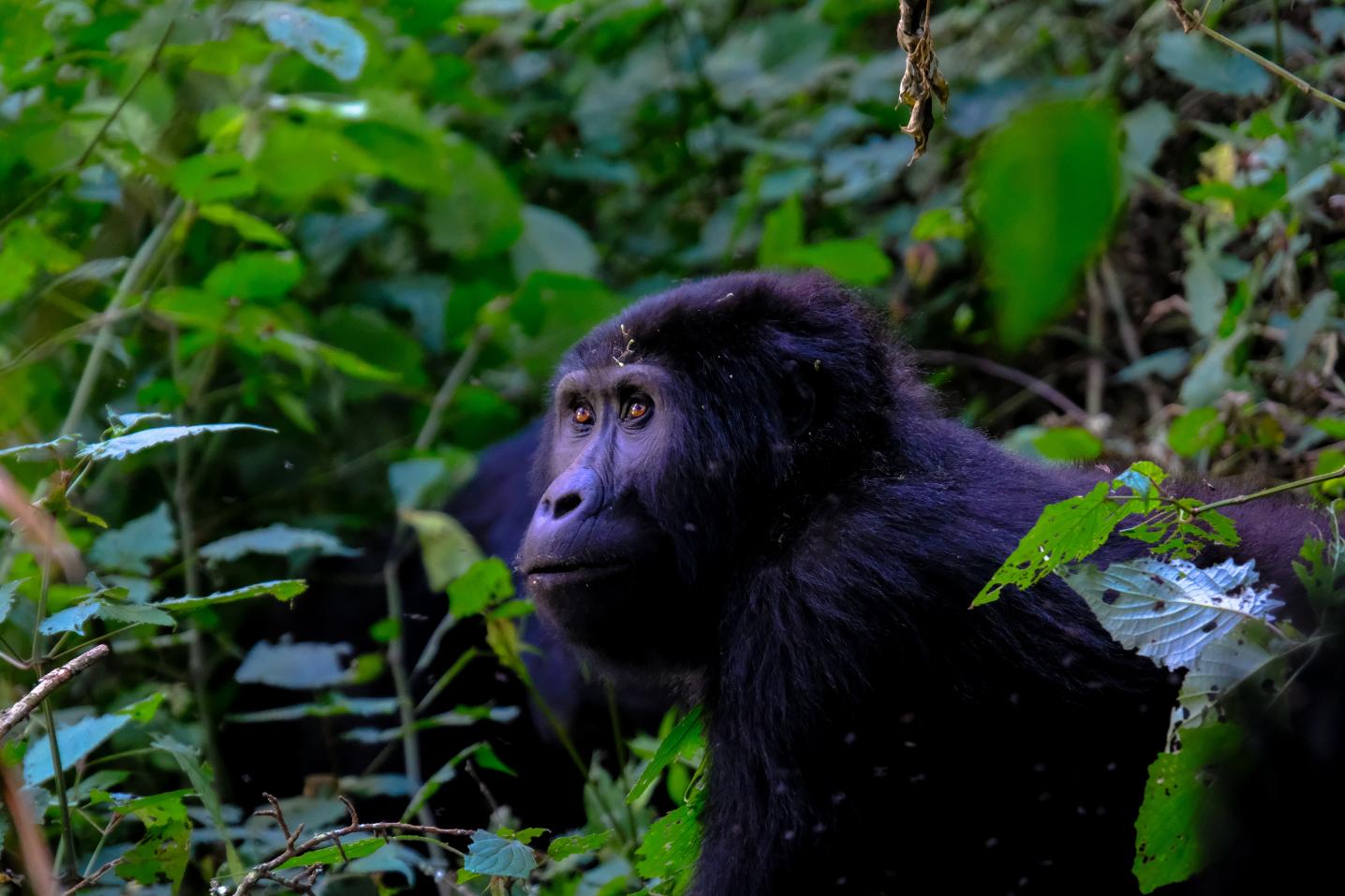 Responsible Gorilla Trips