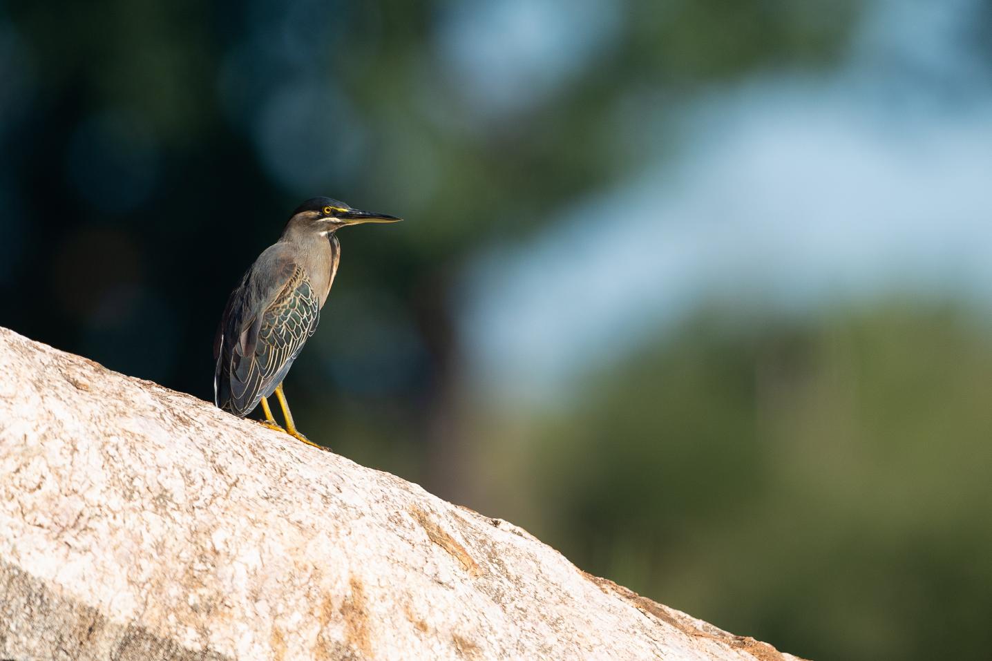 Macat Avifauna Safaris