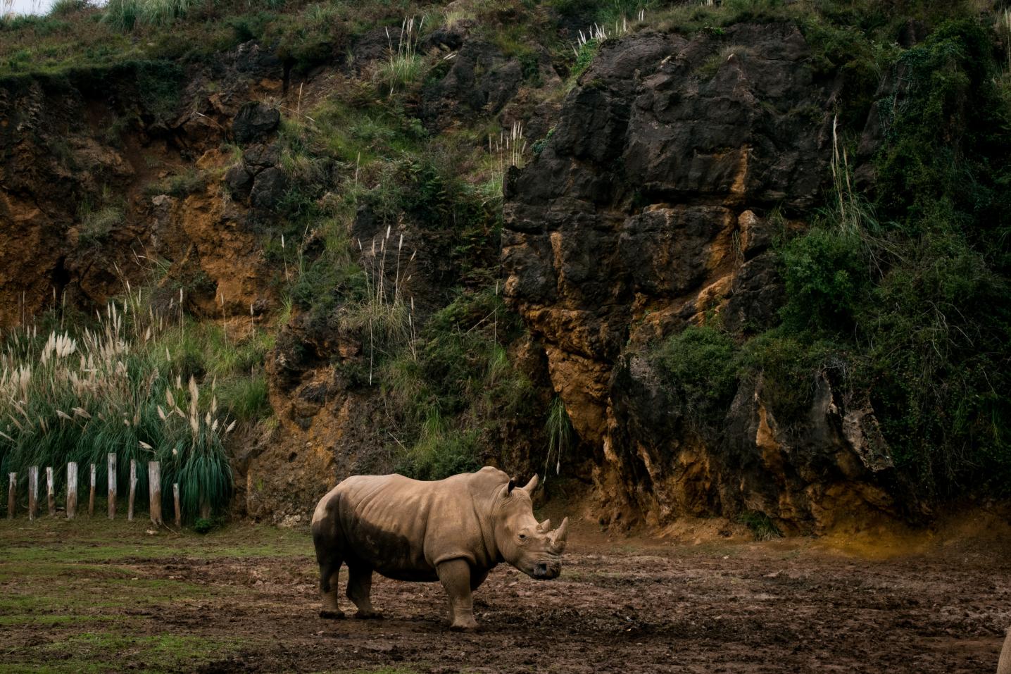 Planet Wildlife