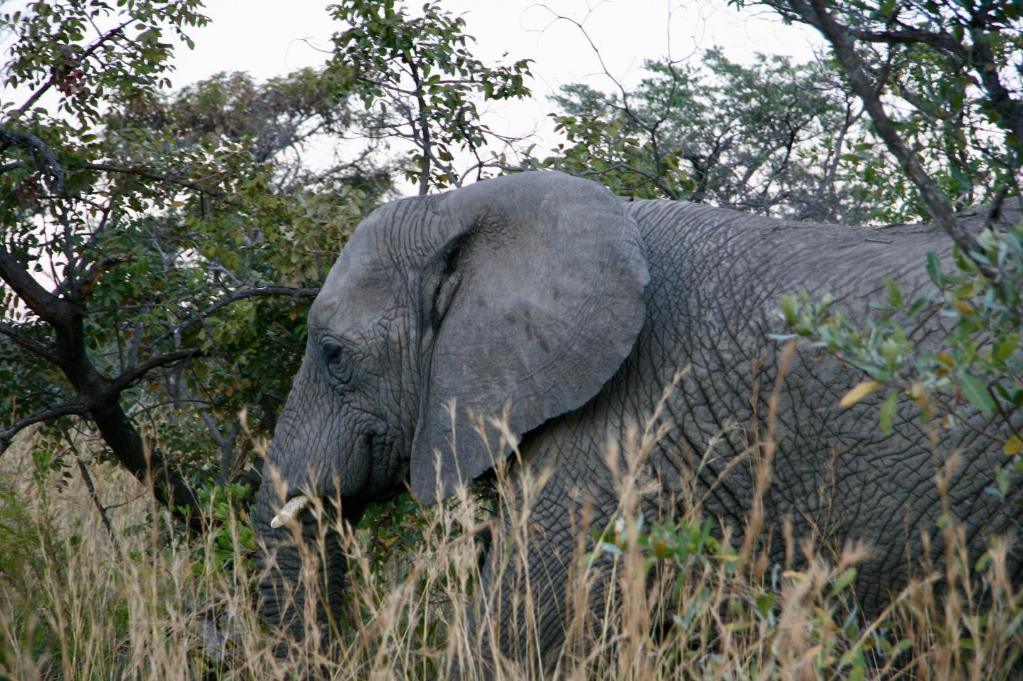 BLiT Films & Safaris
