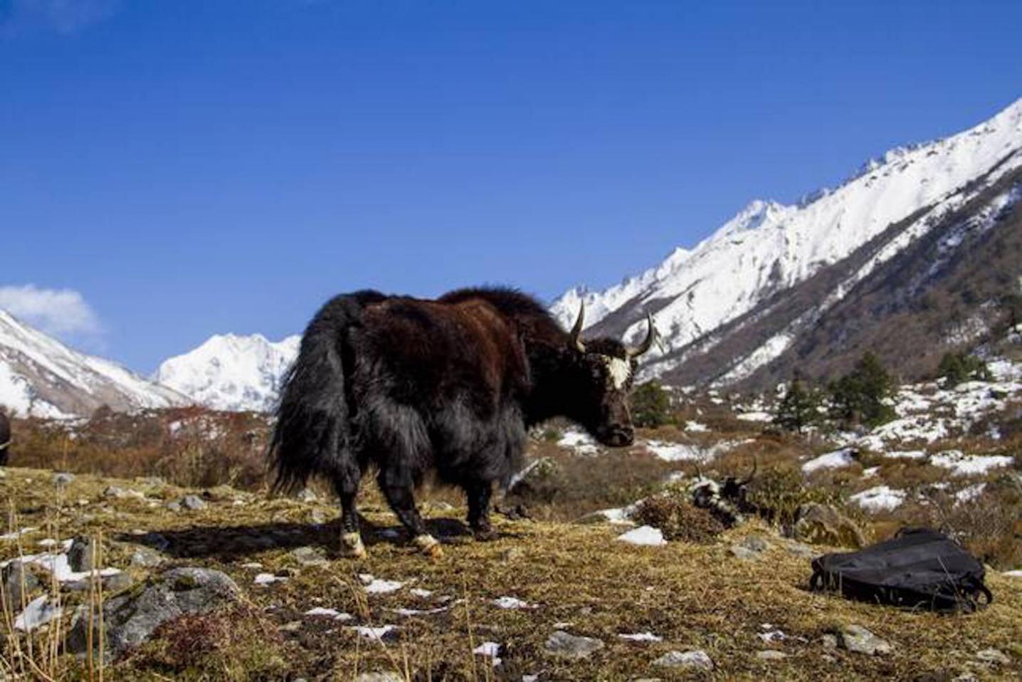 Himalayan Scenery Treks And Expedition Pvt. Ltd.