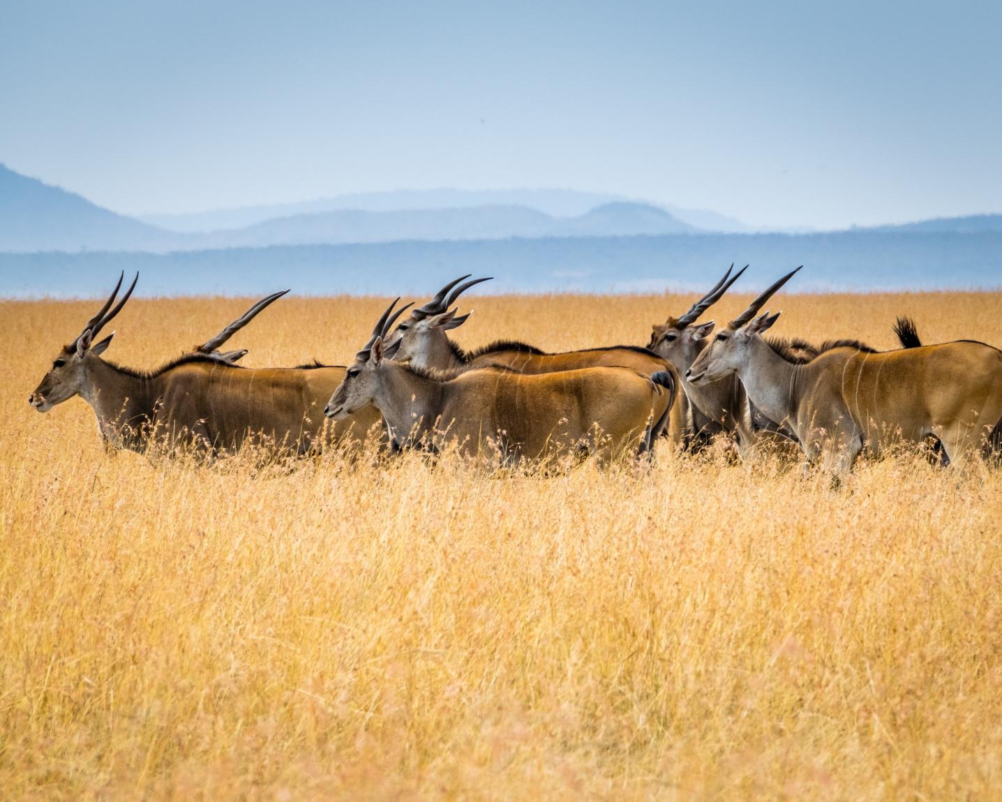 Balletto African Adventures