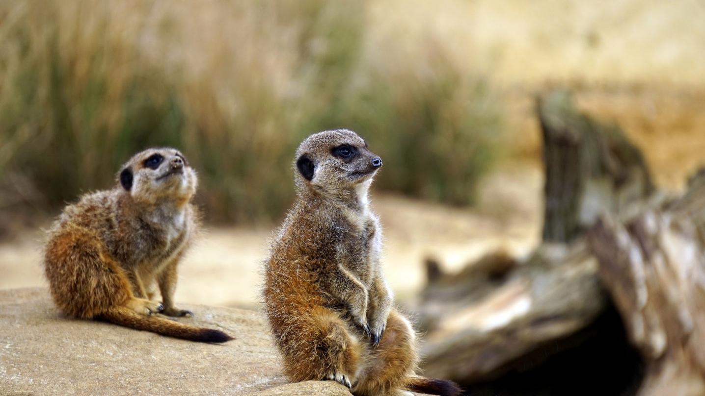 Urbema Safaris