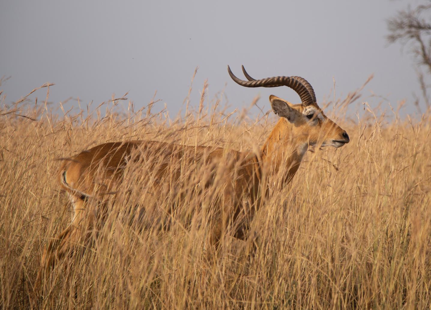 Entebbe Karibu Tours And Travel Co Ltd