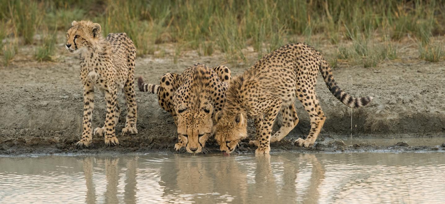 Afrikan Wildlife Safaris