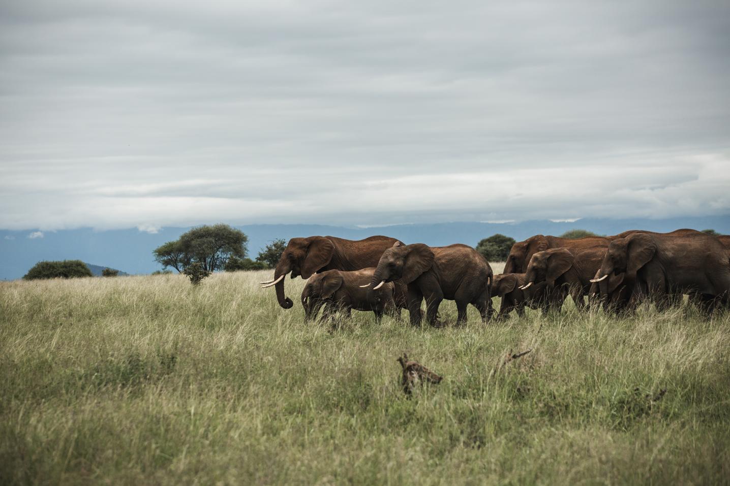 Safari Soles tours
