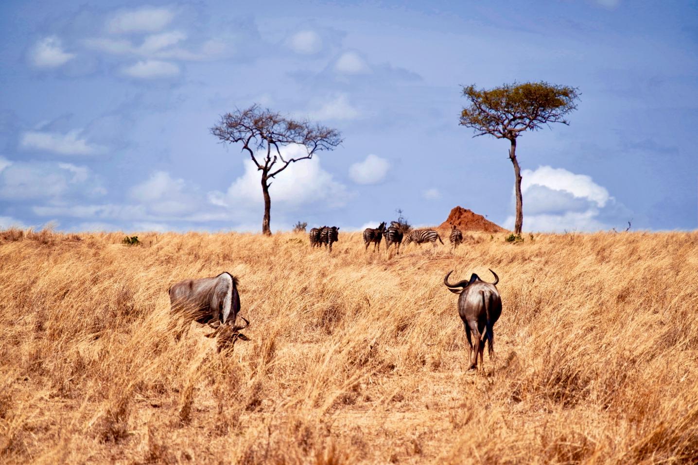 Mawere Tours and Safaris
