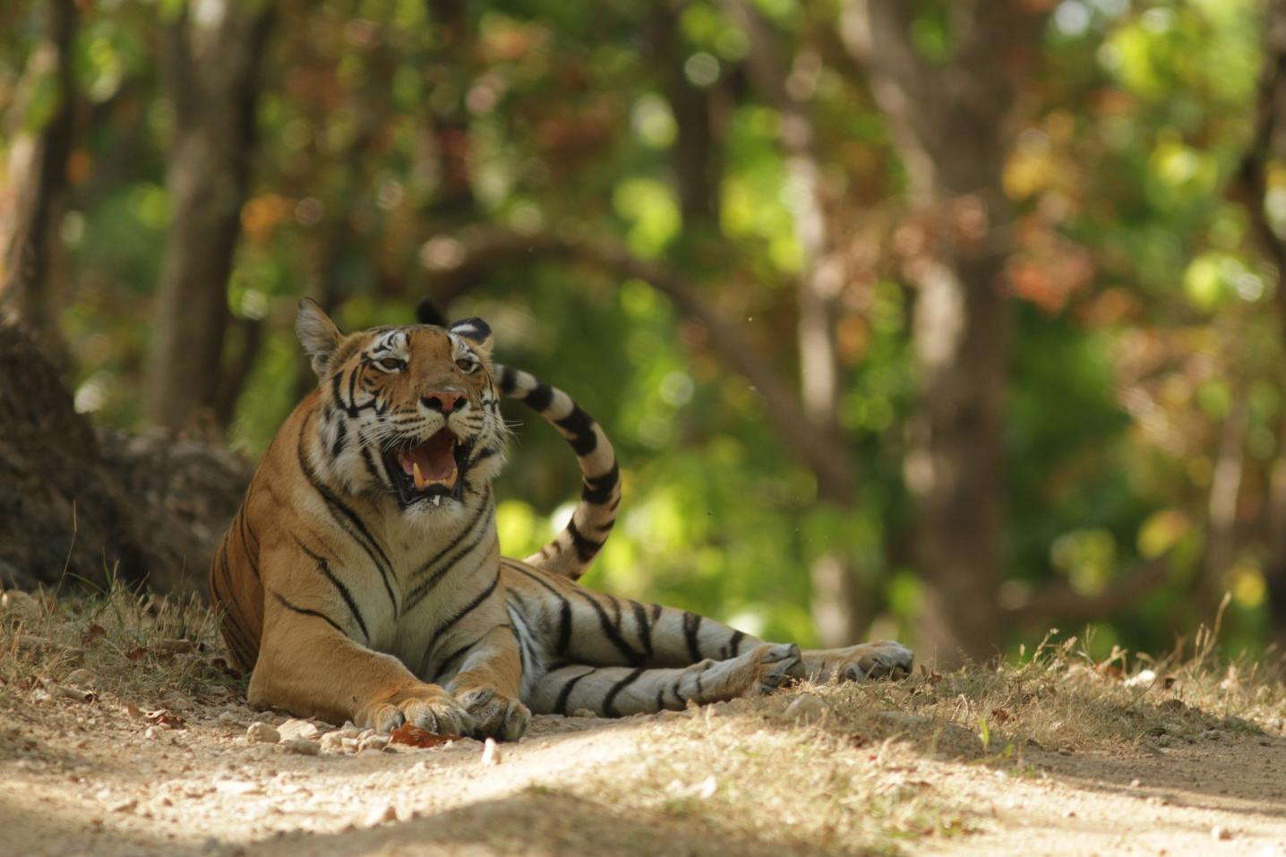 The Indian Safari